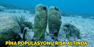 Deniz ekosistemi için önemli pina popülasyonu risk altında