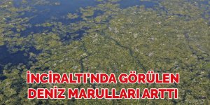 İzmir’i deniz marulu sardı