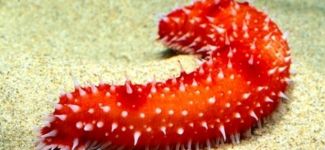 Deniz patlıcanı avı yasaklandı