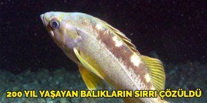 200 yıl yaşayan balıkların sırrı çözüldü