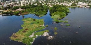 Deniz Yosunundan Elektrik Akımı Elde Edilen Yöntem Geliştirildi