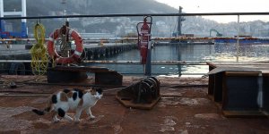 Gemide Dünyaya Gelen Kedi, Tayfanın Yol Arkadaşı Oldu