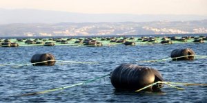 Yalova'da Kurulan Çiftlikler Yılda 126 Milyon Ciro Yapacak