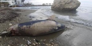 Kuşadası'nda Sahile Ölü Yunus Kıyıya Vurdu