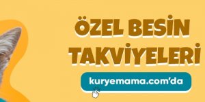 Uygun Fiyatlar İle Kurye Mama’da Proplan Kedi Veya Köpek Maması İndirimli Fiyatlar İle