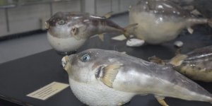 Mumyalanmış Deniz Canlıları İzmir'de Sergileniyor