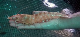 Çukurova Üniversitesi havuzda karides üretti