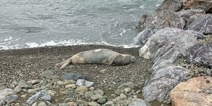 Hatay’da Nesli Tükenme Tehlikesi Altındaki Akdeniz Foku Görüldü