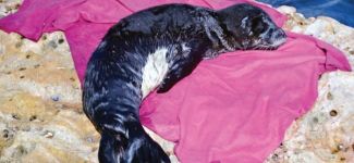 Yavru Akdeniz fokunu balıkçılar kurtardı