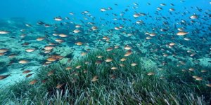 Deniz Çayırları Tehdit Altında: Durum Giderek Kötüleşiyor