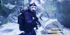 'Akvaryum Adam' Rekor İçin Köpek Balıklarının Arasında Çalışıyor
