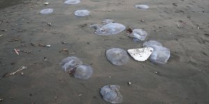 Hatay'da Zehirli Göçmen Denizanaları Kıyıya Vurdu