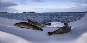 Antarktika’dan Denize Kavuşan Her Damla Su İklim Değişikliğine Sebep Oluyor