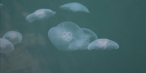 Denizanası Sürülerinin 2 Ayda Antalya Körfezi'ni Terk Etmesi Bekleniyor