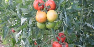 Rusya'ya İhracattaki Nakliye Sorunu Deniz Yoluyla Aşılacak