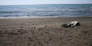 Hatay'da Ölü Deniz Kaplumbağası Bulundu