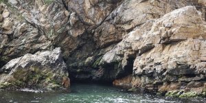Adalar'da Akdeniz Foku Mağarası Tespit Edildi