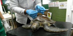 Ölü Bulunan 3 Deniz Kaplumbağasından Birinin Midesinden Plastik Çıkıyor