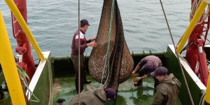 Küresel Isınmanın Etkisiyle Marmara'daki Balık Stoku Azaldı