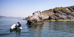 Marmara'da Uzun Yıllardır Görülmeyen Deniz Canlıları Yeniden Ortaya Çıktı