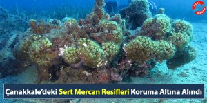 Çanakkale’deki Sert Mercan Resifleri Koruma Altına Alındı