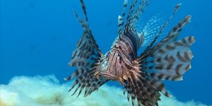 Aslan Balığı, Ege'de Fotoğraf Tutkunu Dalgıçların Kadrajına Giriyor