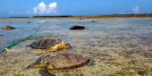 Japonya'da Onlarca Yeşil Deniz Kaplumbağası Ölü Bulundu