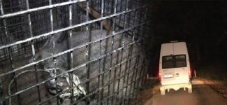 Tarabya sahilinde yaban domuzu seferberliği