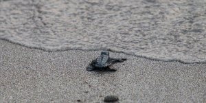 Patara'da Caretta Caretta Yavruları Denizle Buluştu