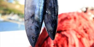 Balıkçılar Sezonun İlk Avından Döndü