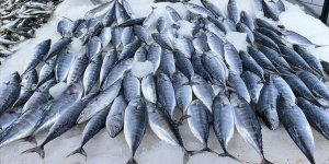 Karadeniz'de Deniz Suyu Sıcaklığı Balık Avcılığını Olumsuz Etkiledi