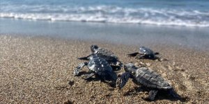 Mersin'de Yumurtalarından Çıkan Deniz Kaplumbağası Yavruları Suyla Buluştu