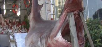 1 buçuk tonluk köpek balığı yakalandı