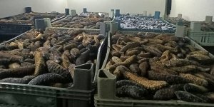 Çanakkale'de 5 Ton Deniz Patlıcanı Ele Geçirildi