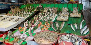 Balık tezgahlarında palamutun yerini çinekop ve hamsi aldı