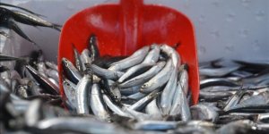 Batı Karadeniz'de Hamsi Tezgahların Gözdesi Oldu