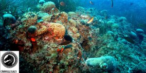 Türkiye Denizleri Mercan Resif Doğa Alanları Toplantısı