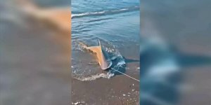 Hatay'da Balıkçı Oltasına Kum Köpek Balığı Takıldı