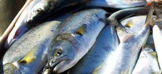 Marmara'da lüfer rekoru