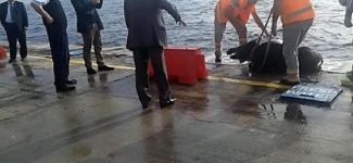 İstanbul Boğazı'nda üçüncü domuz vakası