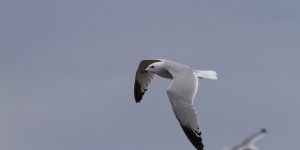 İklim Değişikliği Deniz Kuşlarının Varlığını Tehdit Ediyor