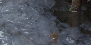 Sarıyer Sahilinde Denizanası Yoğunluğu