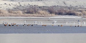 Göçmen Su Kuşları Ankara'da Mola Verdi