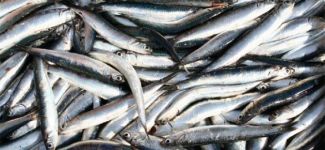 Karadeniz'de palamuttan sonra hamsi bereketi