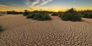 İklim Krizi ve Yok Olan Habitatlar Biyoçeşitlilik Kaybını Artırıyor