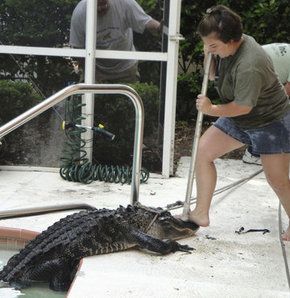 Havuzda 3 metrelik timsah