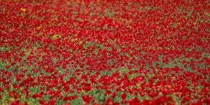 Hatay'da Tarlalar Gelinciklerle Kaplandı