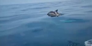 Karadeniz'de Yunusların Bota Eşlik Etmesi Görüntülendi