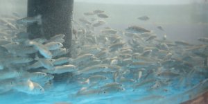 İzmit Körfezi'ne 5 Bin Yavru Balık Daha Salınacak