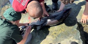 Trabzon'da Bulunan Yunus Denize Bırakıldı